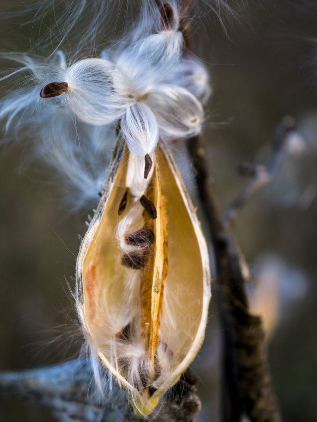 SEED_POD__PS__P1100796.jpg