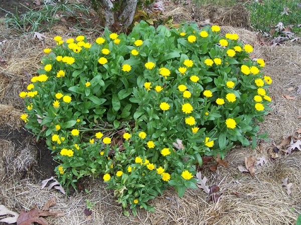 Big garden - calendula crop October 2019.jpg