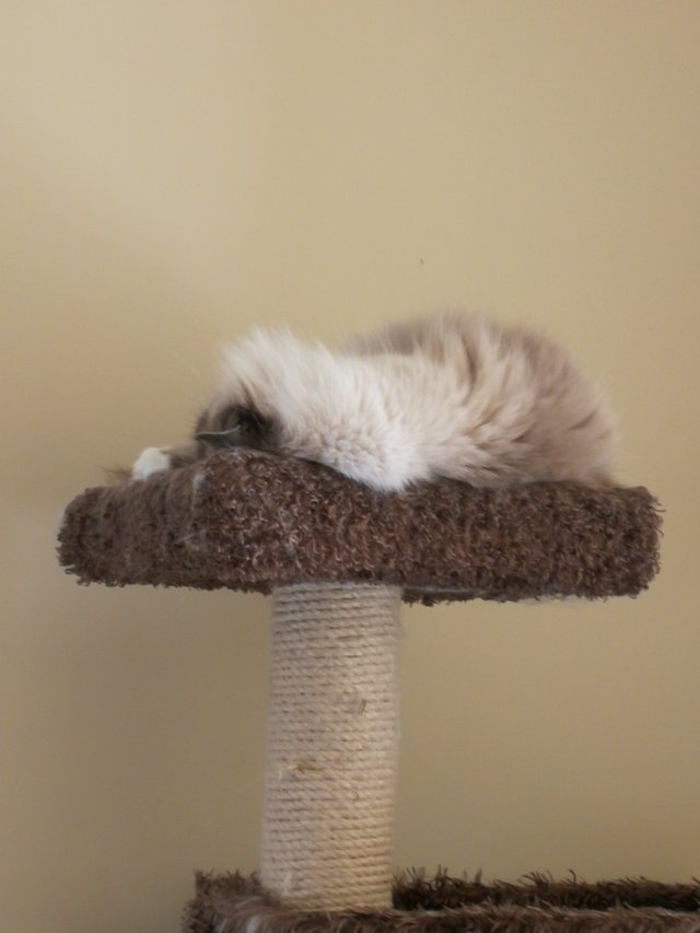 cat tree.jpg