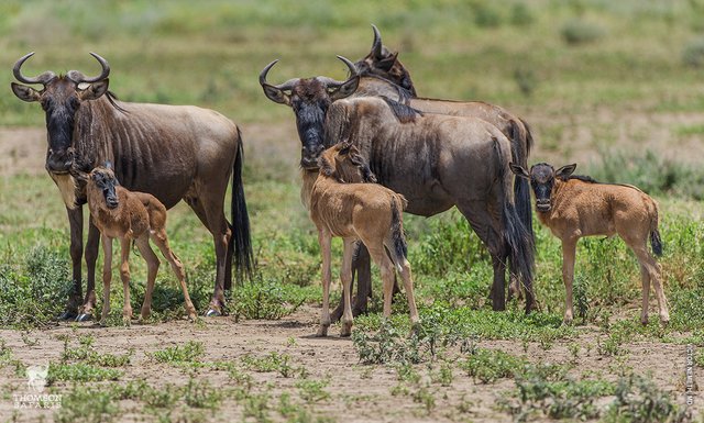 The Serengeti Calving Season, What You Need to Know1.jpg
