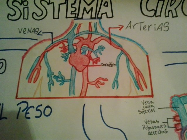 Mapa Mental Del Aparato Circulatorio 5153