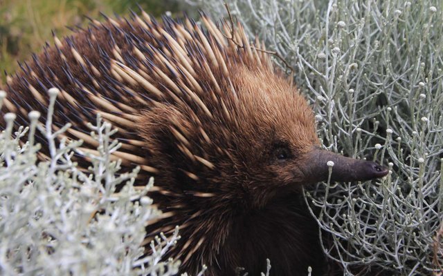 Echidnas-full-front-zoom-IMG_8999.jpg