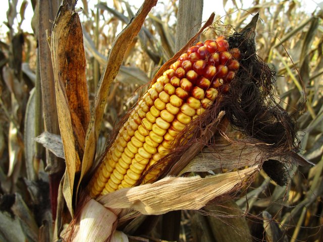 corn-1794085_1920.jpg