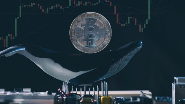 btc-whale.jpg