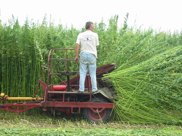 hempfarmer cimengin.wordpress.jpg