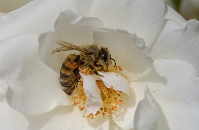 honey-bee-7986647_1280.jpg