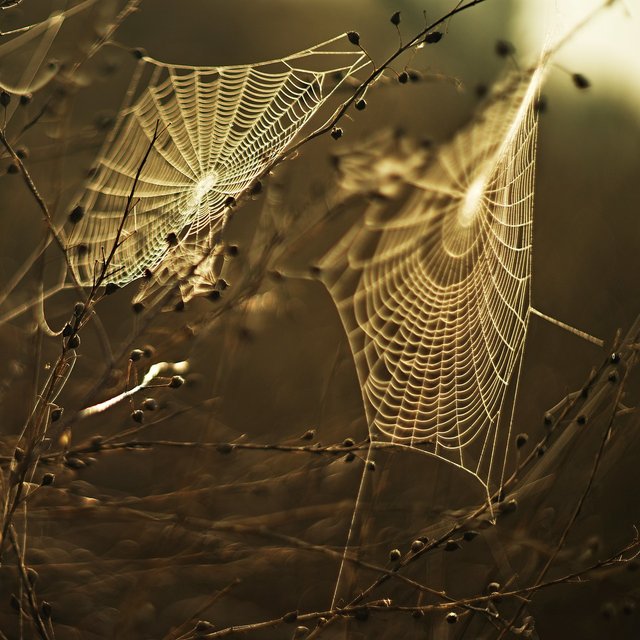 spiderweb-1684549_1280.jpg