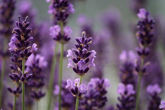 lavender-3479492_960_720.jpg