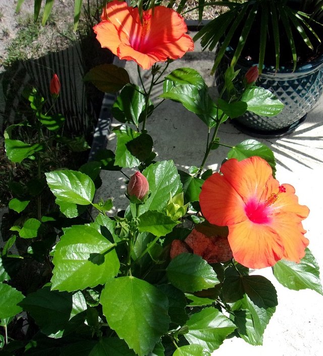 orangeflower 2.jpg