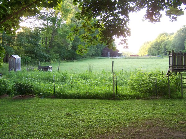 Small garden crop June 2019.jpg