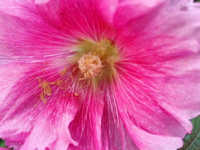 Hollyhock flower.jpg