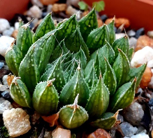 Haworthia marumiana var. viridis.jpg