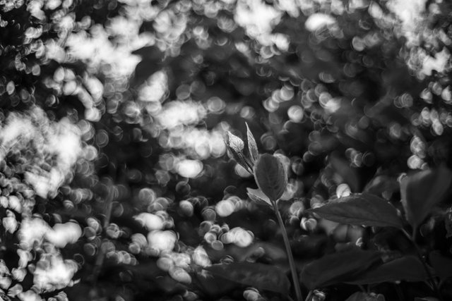 jasmin leaf bokeh 2 bw.jpg