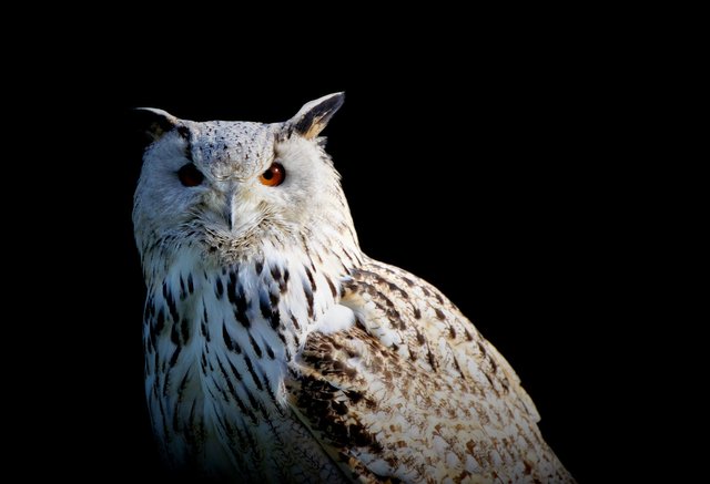 snowy-owl-4047688_1920.jpg