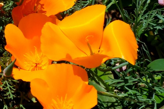 1048-CaliforniaPoppies.jpg