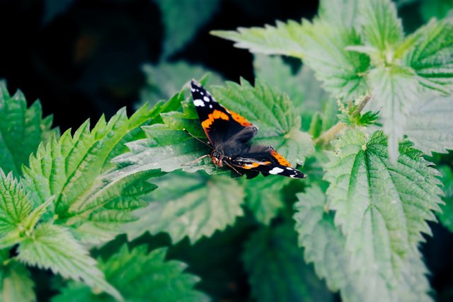 stinging nettle.jpg