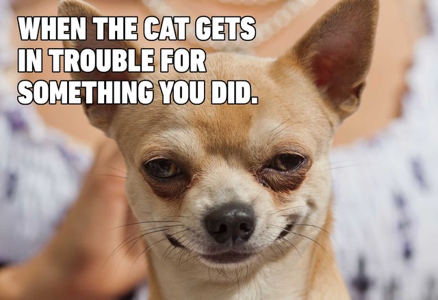 10-Hilarious-Dog-Memes.jpg