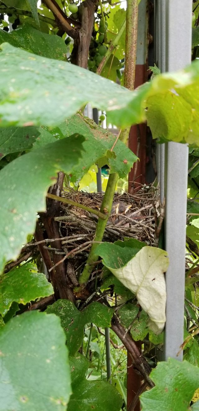 20180628_164503 - Sleeping Baby Mockingbirds.jpg