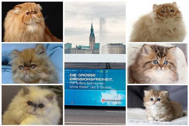 hamburg nur mit kater.png
