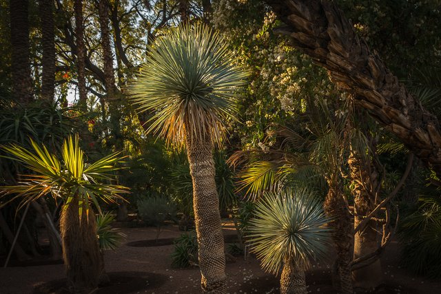 Les Jardins de la Majorelle 10 detail.jpg