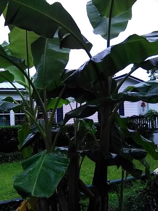 banana tree.jpg