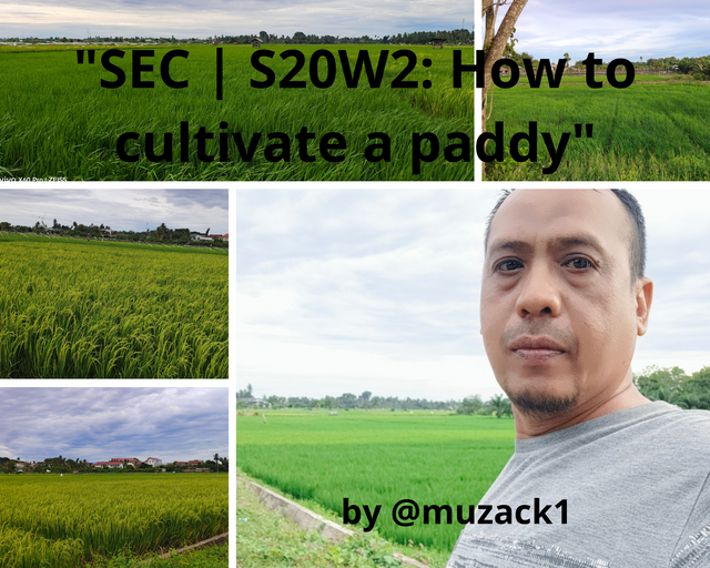 SEC  S20W2 How to cultivate a paddy.png