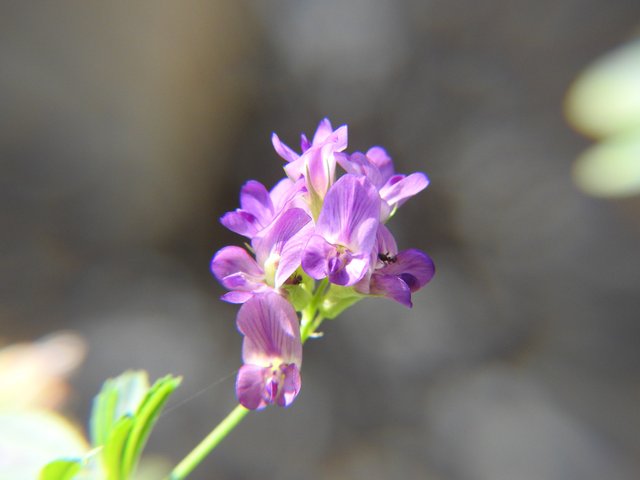 alfalfa_macro.jpg