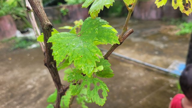 IMG-20250704-WA0074.jpg