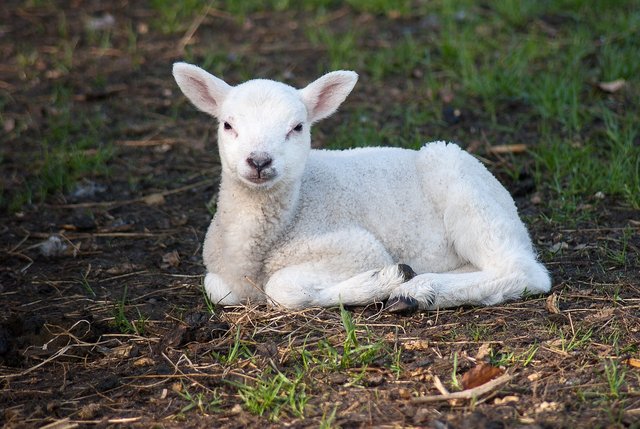 lamb-3341618_1280.jpg