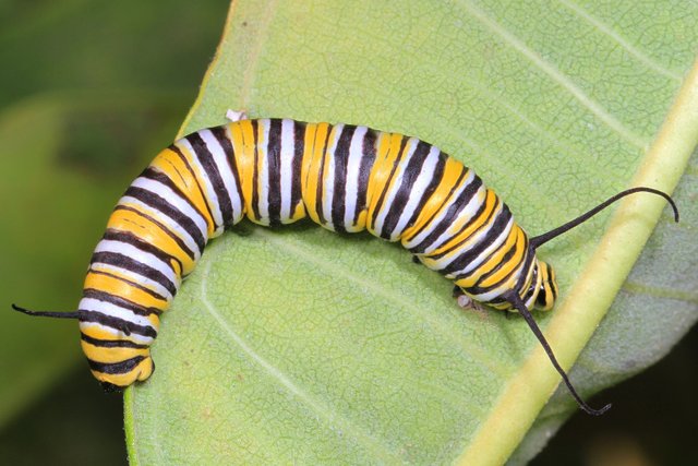 Monarch_caterpillar.jpg