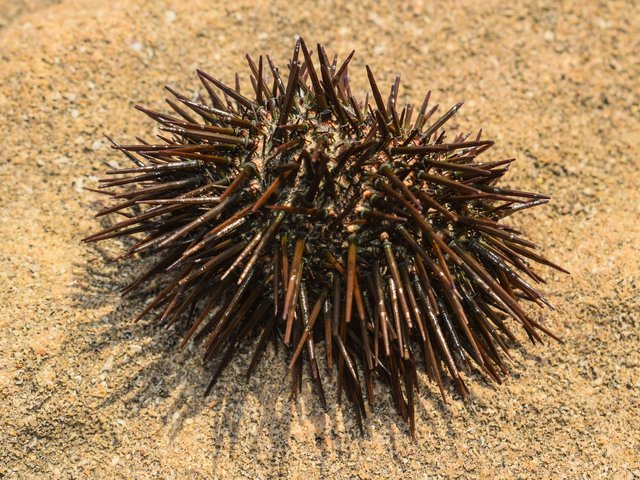 sea-urchin-2758314_1280.jpg