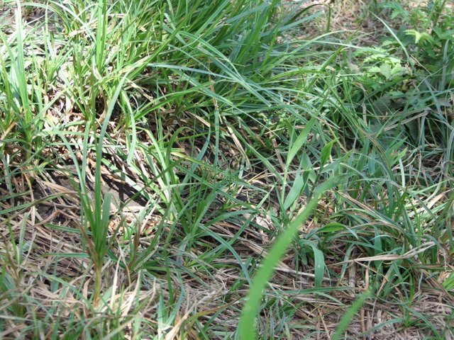 DSCF0510.JPG