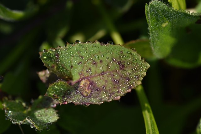 leaf waterdrops macro.jpg