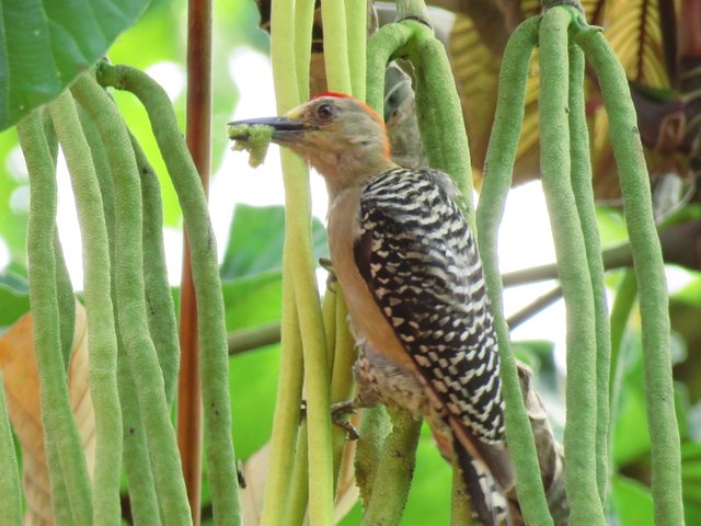 woodpecker in gummy fruit.jpg