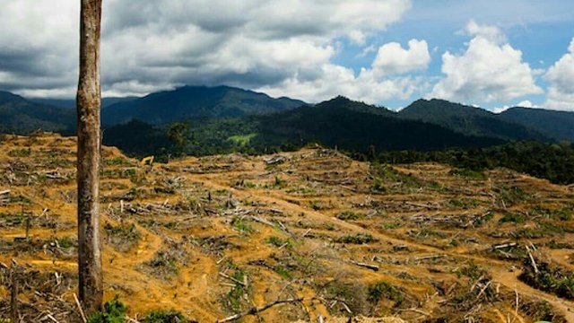 Hutan Lindung .Jpg..jpg