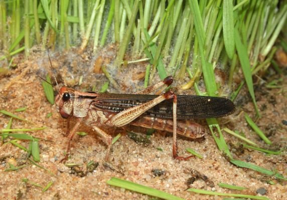 1200px-Locusta-migratoria-wanderheuschrecke.jpg.cf.jpg