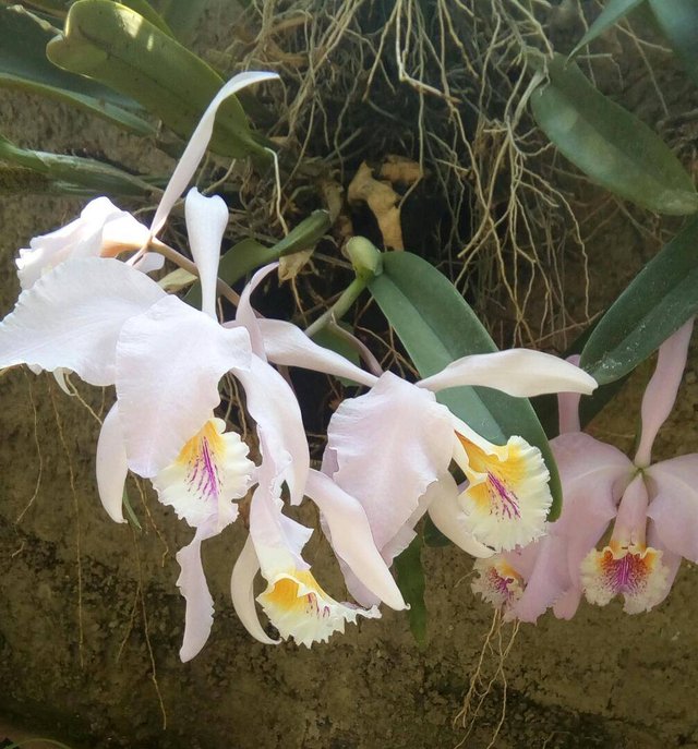 Flor Nacional - Orquídea - Flor de Mayo — Steemit