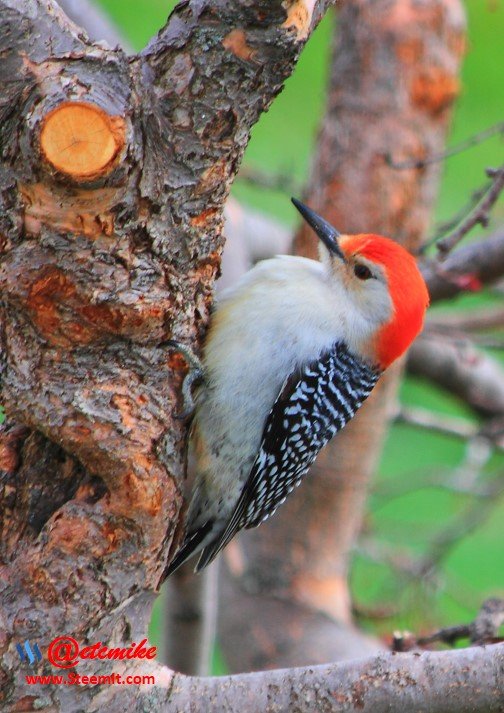 Red-bellied Woodpecker PFW0042.JPG