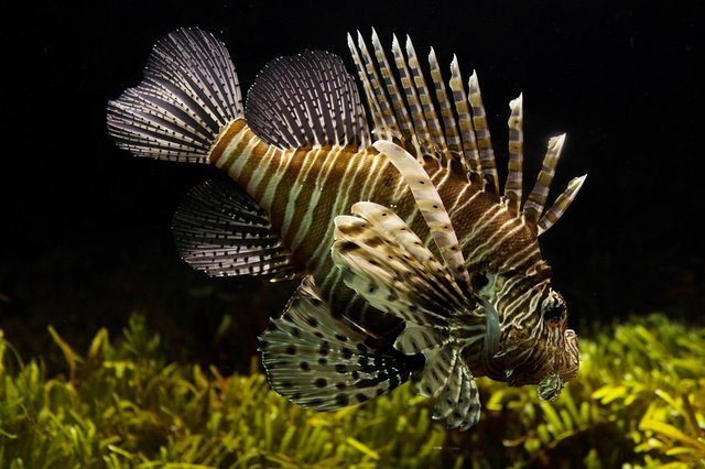 lionfish-711799_960_720.jpg