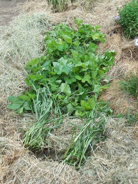 Big garden - spiderwort, violets and thyme crop July 2019.jpg
