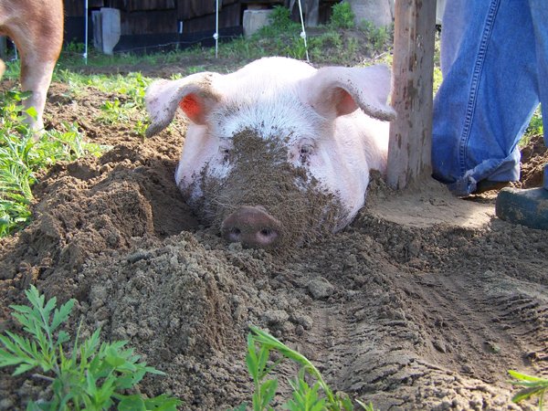 Piggy Dripper help - an exhausted gilt crop June 2014 .jpg