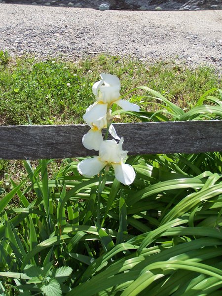 3rd Fence - white iris crop June 2019.jpg