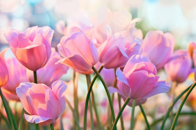 Tulips flower (4).jpg