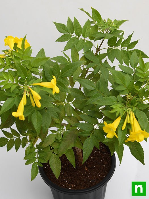 nurserylive-plants-tecoma-shurb-yellow-plant-in-grower-round-black-pot-4_525x700.jpg