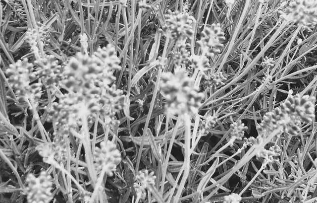 Flower Photography B&W Purple Unk Flower Close-Up Blurred May 28 2017.jpg