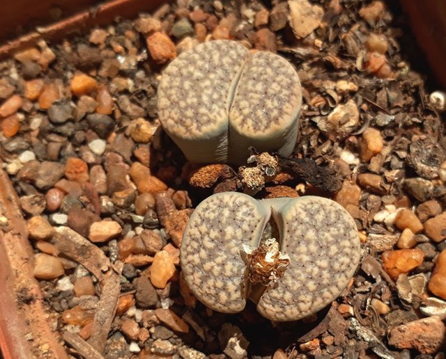 lithops4.jpg