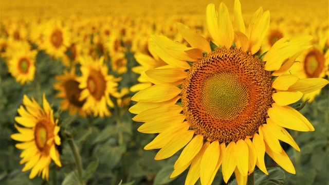 190815135835-03-north-dakota-sunflower.jpg