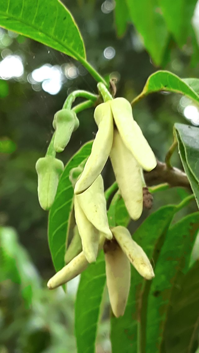 Take a look at different species of flowers and flower names