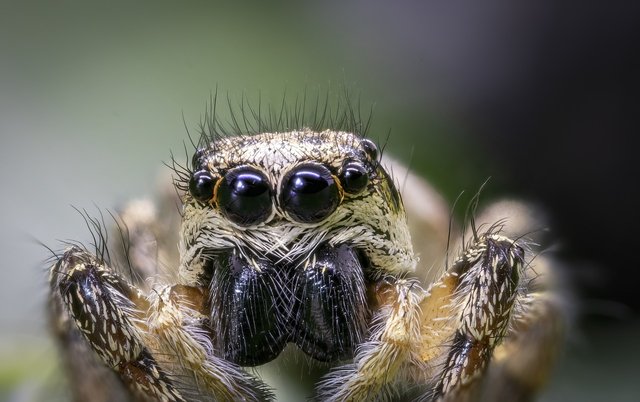 zebra-jumping-spider-5237852_1280.jpg