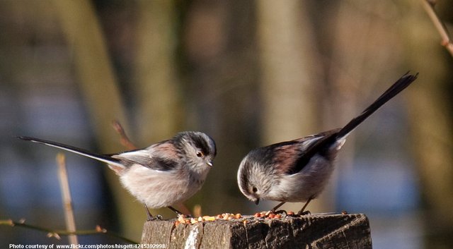 Long-TailedTits-001-090418.jpg